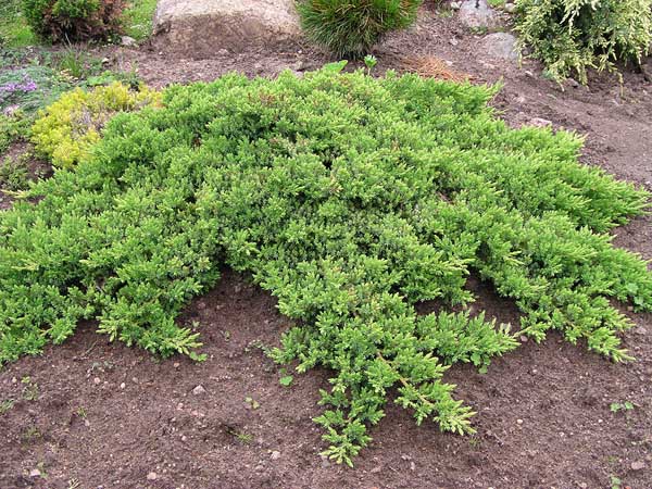 Можжевельник лежачий / склоняющийся (Juniperus procumbens)
