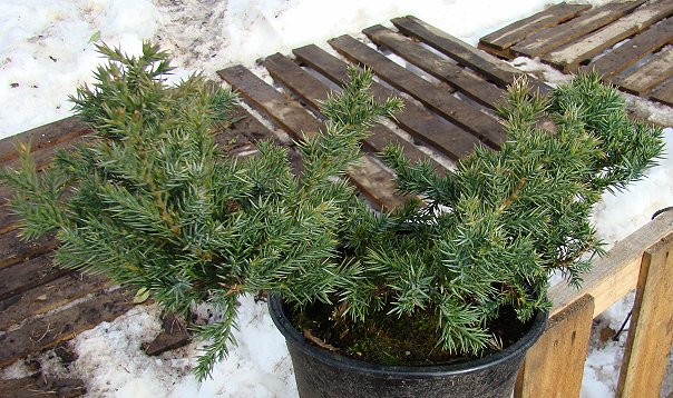 Juniperus procumbens ‘Haemisphaerica’, можжевельник лежачий