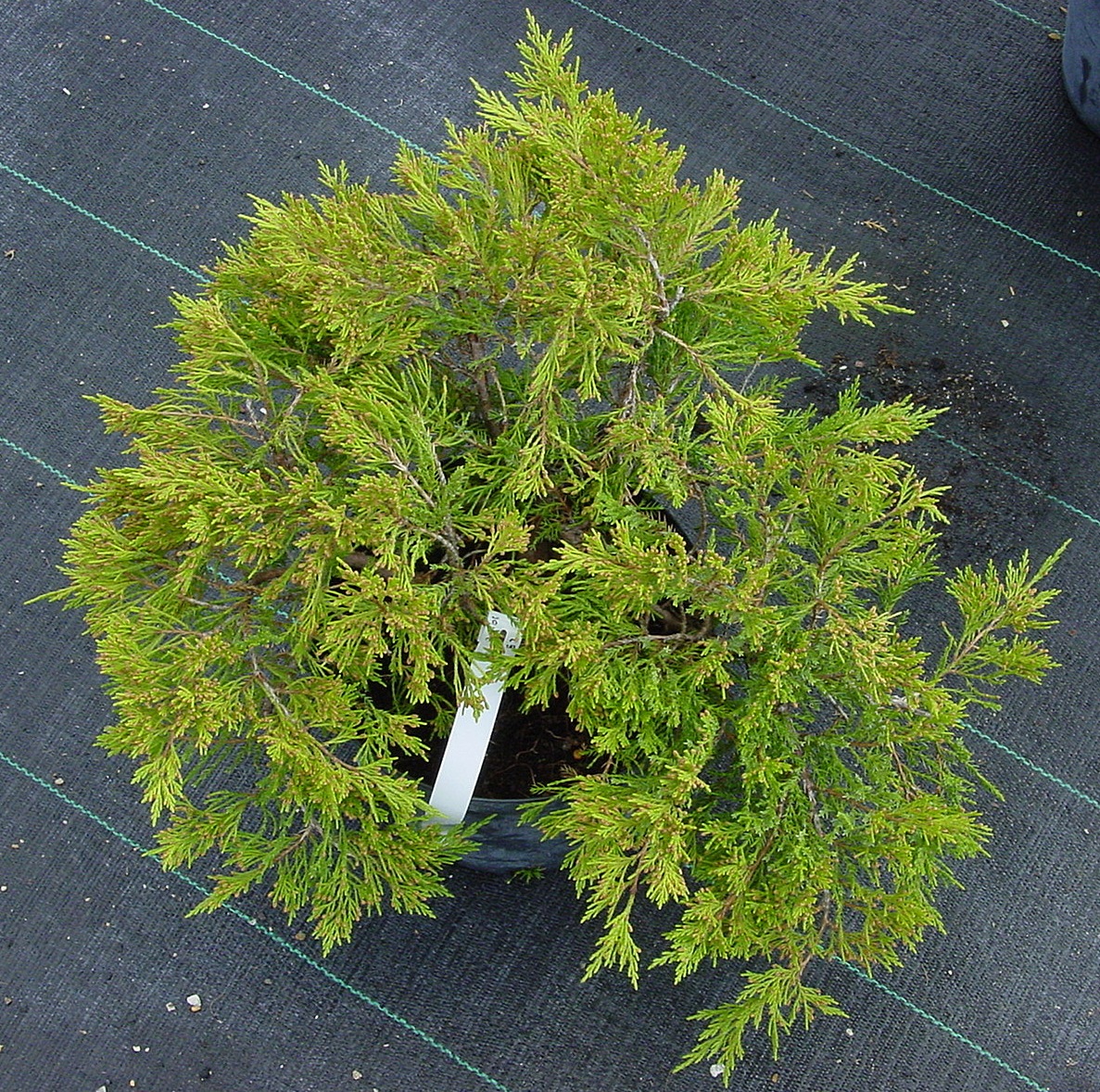 Juniperus sabina ‘Вroadmoor’, можжевельник казацкий