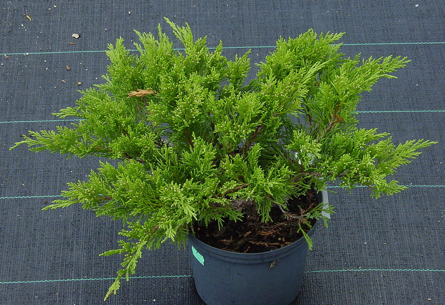 Juniperus sabina ‘Rockery Gem’, можжевельник казацкий