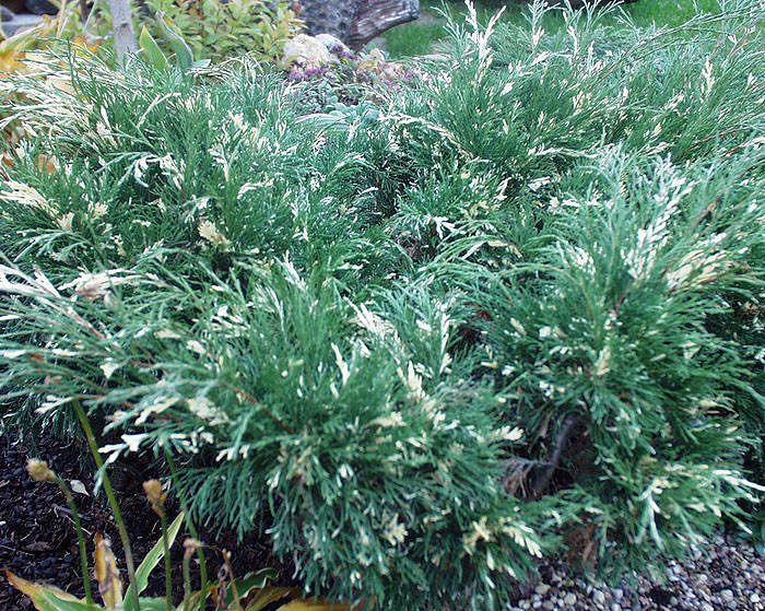 Juniperus sabina ‘Variegata’, можжевельник казацкий