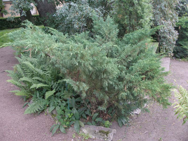 Можжевельник Саржента (Juniperus sargentii)