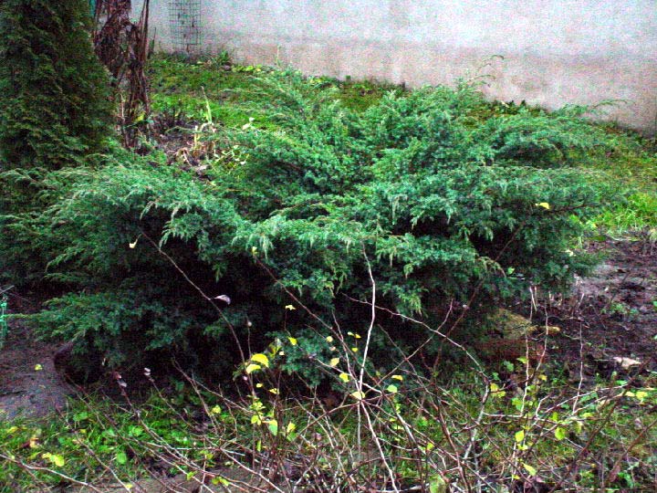 Juniperus squamata ‘Blue Swede’, можжевельник чешуйчатый