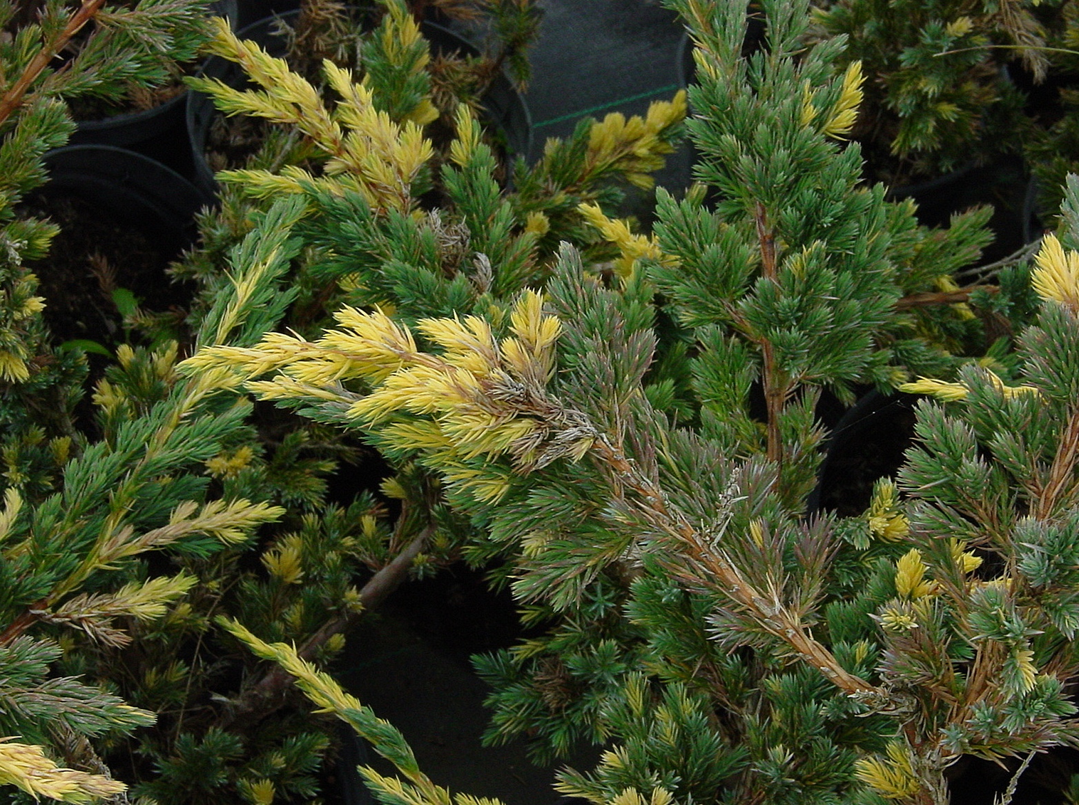  Juniperus squamata ‘Gold Flame’, можжевельник чешуйчатый