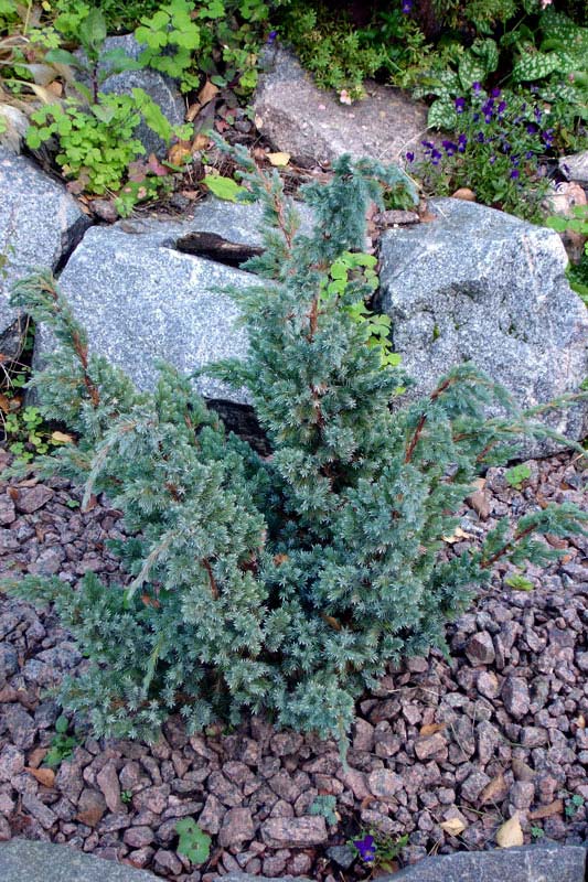  Juniperus squamata ‘Meyeri’, можжевельник чешуйчатый