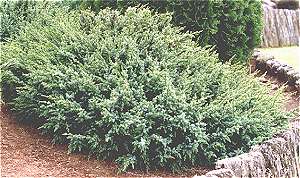  Juniperus squamata ‘Pygmaea’, можжевельник чешуйчатый