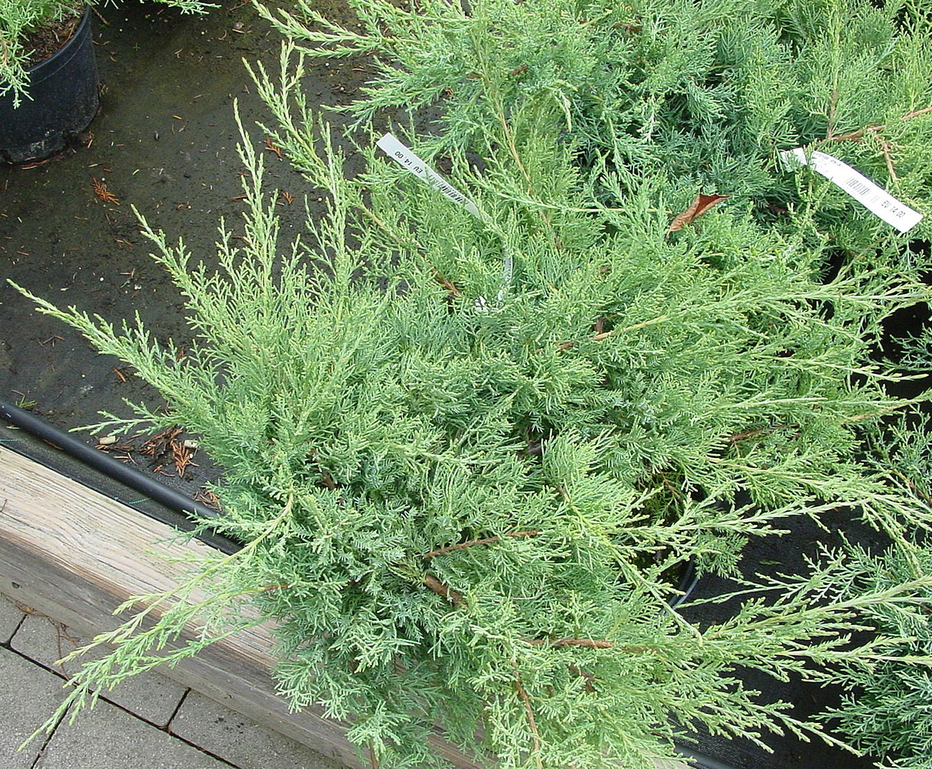 Juniperus virginiana ‘Grey Owl’, можжевельник виргинский