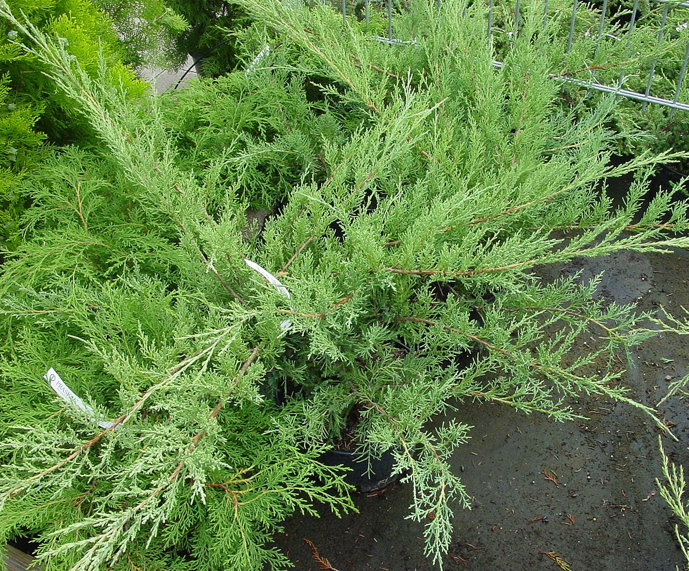 Juniperus virginiana ‘Hetz’, можжевельник виргинский
