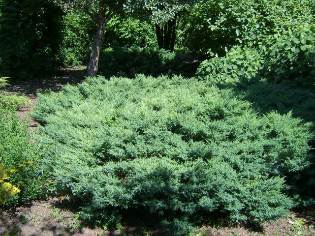 Juniperus virginiana ‘Tripartita’, можжевельник виргинский