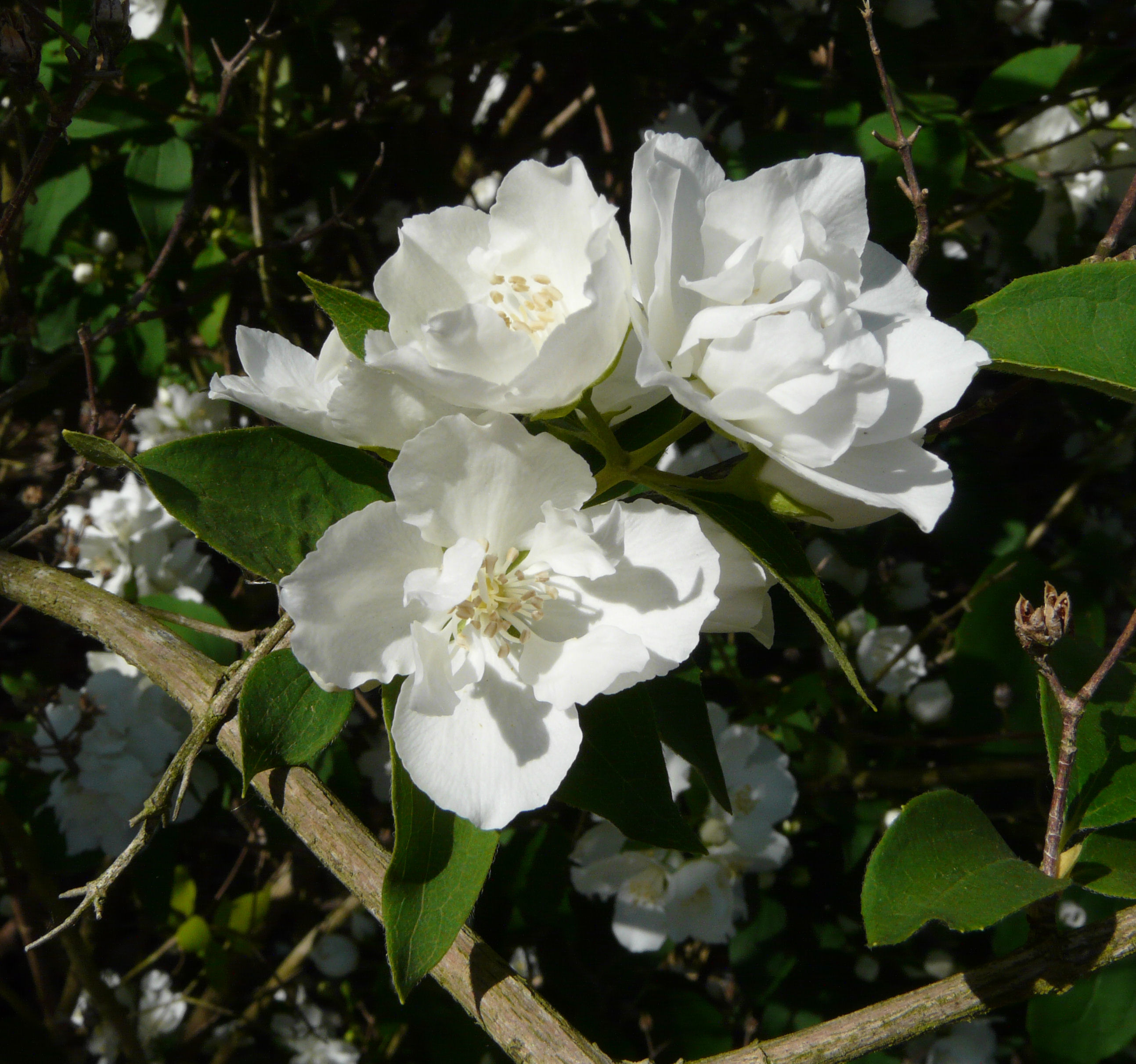 Philadelphus 'Bouquet Blanc'.