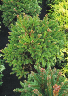 Picea abies 'Barryi', Ель европейская