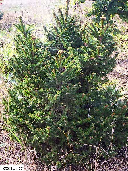 Picea abies 'Compacta', Ель европейская