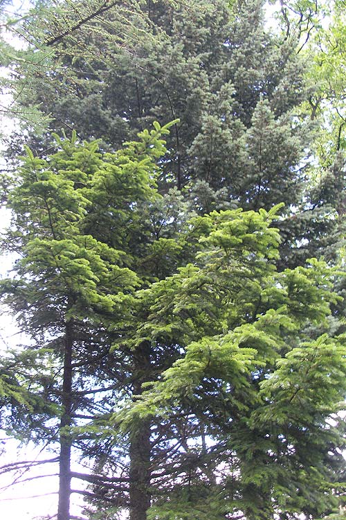 Ель аянская (Picea ajanensis)