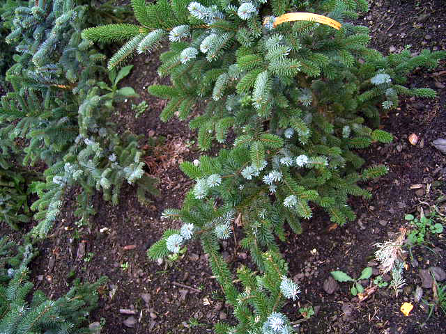 Picea bicolor. Ель двуцветная или Алькокка