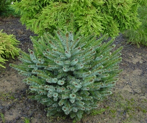 Picea omorika `Alexandra`. Ель сербская