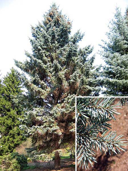 Picea pungens ‘Furst Bismarck’. Ель колючая 