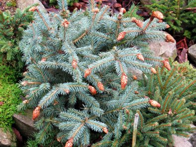  Picea pungens ‘Herman Naue’, Ель колючая 