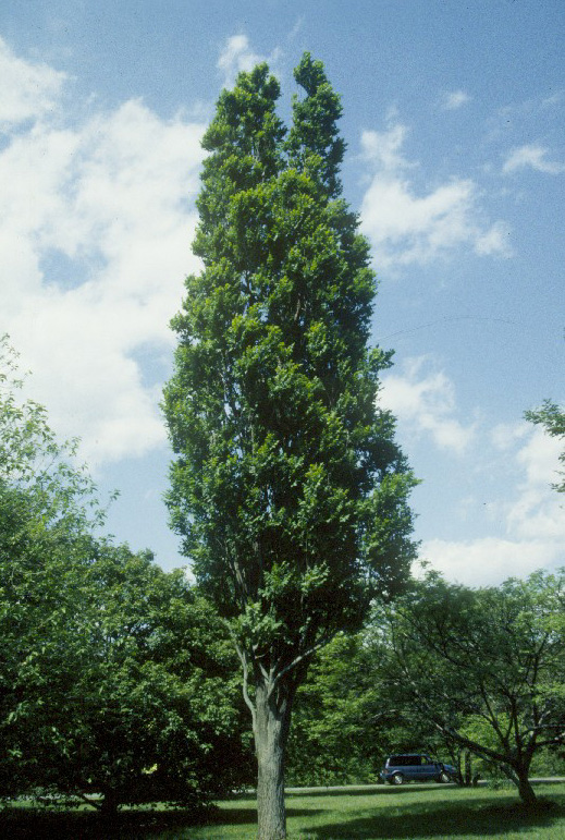 Дуб черешчатый пирамидальная форма (Quercus robur forma fastigiata)