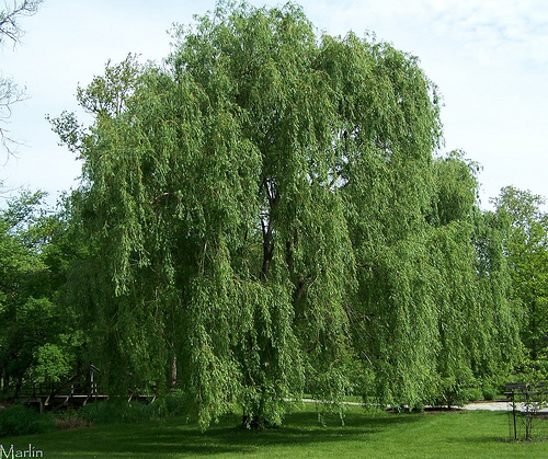Ива белая (Salix alba) ‘Tristis’