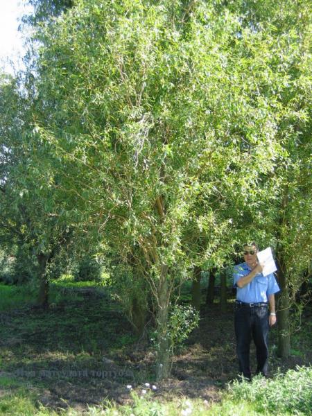 Ива Матсуды форма извилистая (Salix matsudana f. Tortuosa)