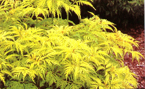 Бузина кистевидная (Sambucus racemosa) ‘Sutherland Gold’