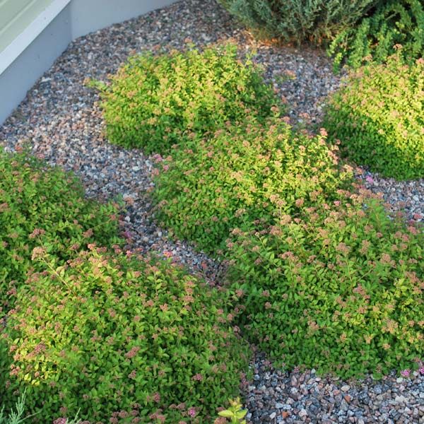 Спирея японская (Spiraea japonica) 'Green Carpet'