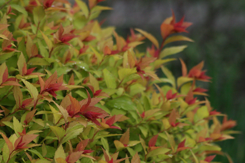 Спирея японская (Spiraea japonica) 'Walbuma'