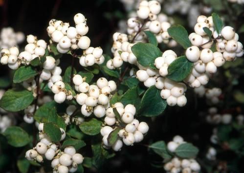 Symphoricarpos × doorenbosii 'White Hedge'. 