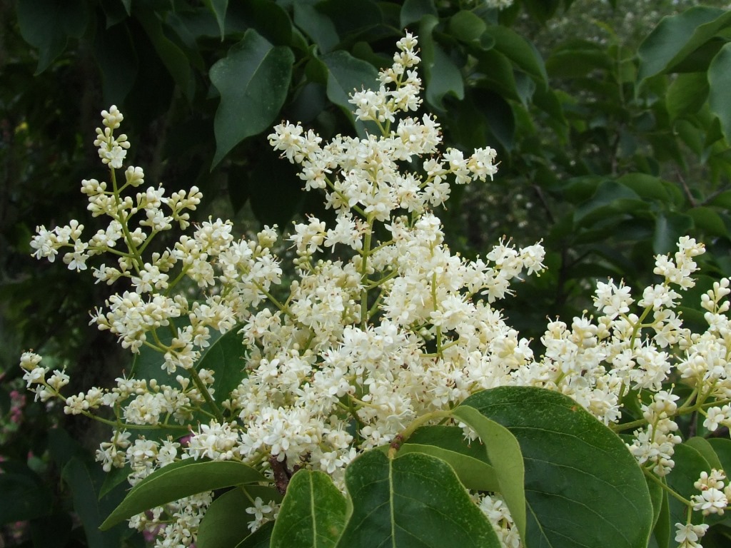 Syringa japonica Dene. Сирень (Трескун) японская