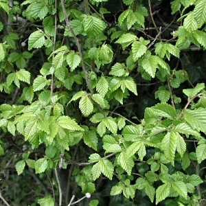 Вяз граболистный или малый (Ulmus carpinifolia=Ulmus minor)