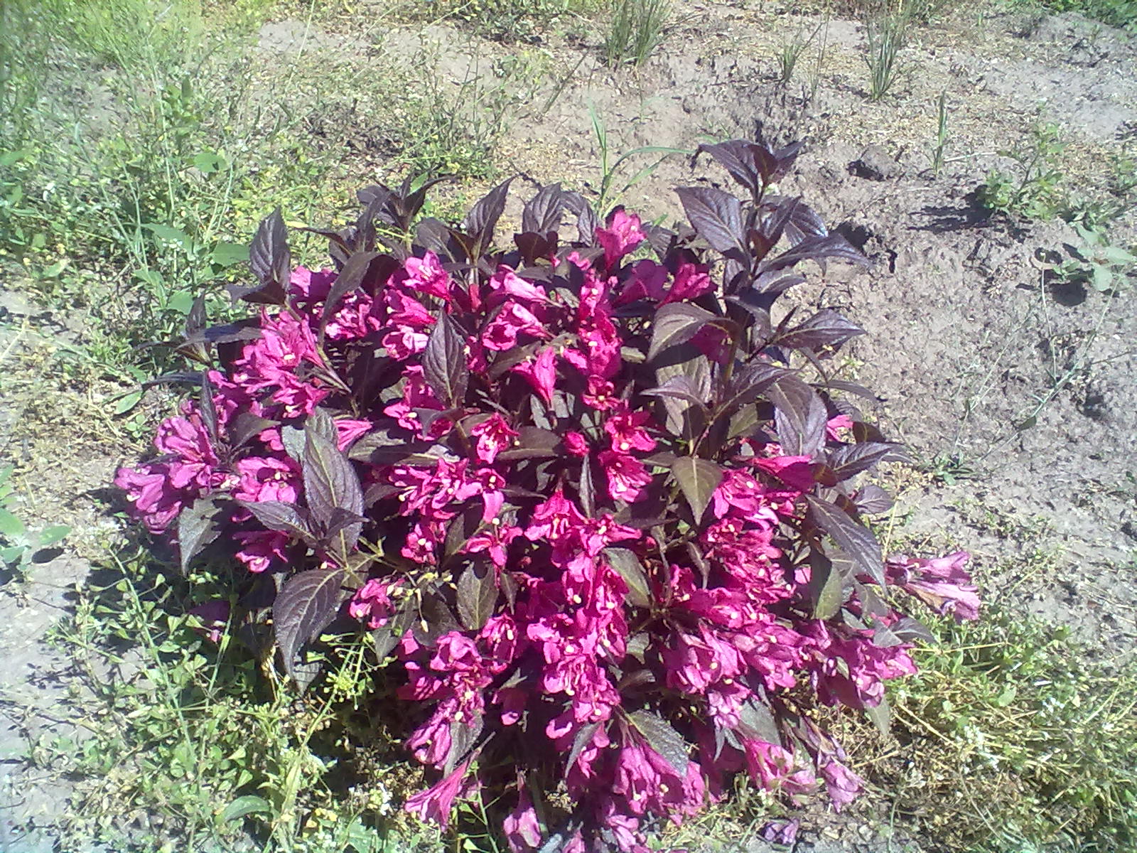 Вейгела цветущая.  Weigela florida 'Purpurea Nana'.