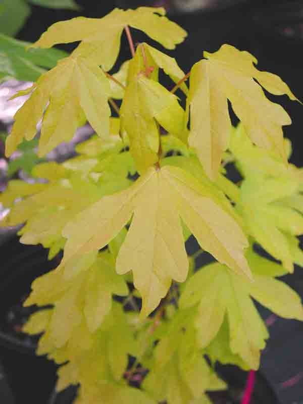 Клен полевой (Acer campestre) ‘Postelense’