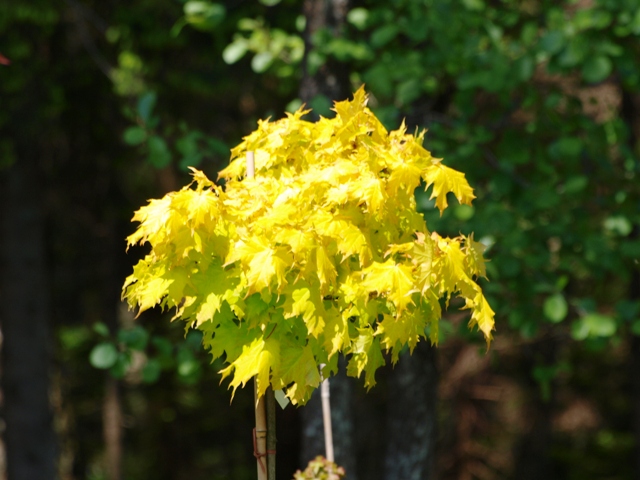 Клен остролистный (Acer platanoides) ‘Golden Globe’