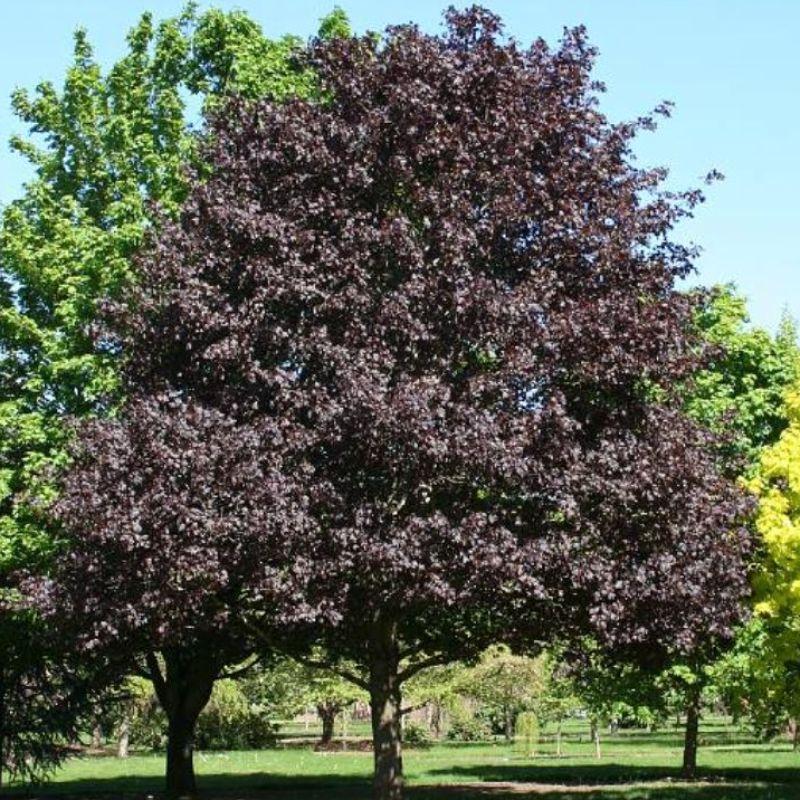 Клен остролистный (Acer platanoides) ‘Royal Red’
