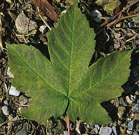 Клен ложноплатановый или Явор белый (Acer pseudoplatanus)