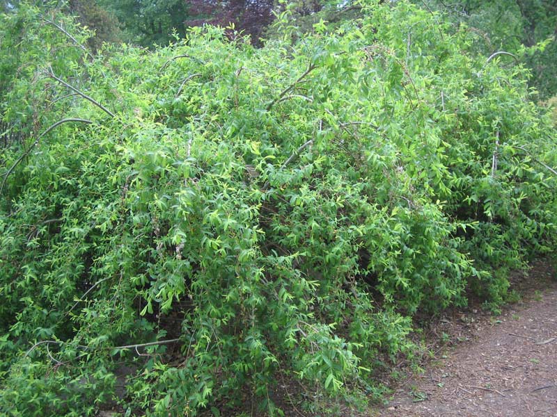 Ива цельнолистная форма плакучая (Salix integra f. Pendula)