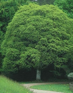 Клен каппадокийский (Acer cappadocicum)