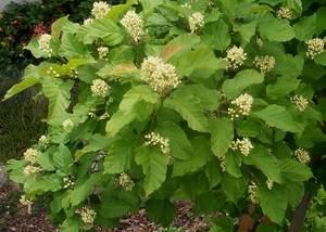 Клен татарский (Acer tataricum)