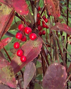 B. × koreana 'Red Tears'  