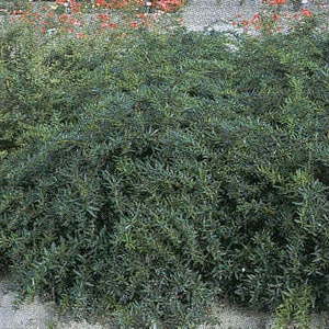 Барбарис Клуговски (Berberis × Klugowskii) 