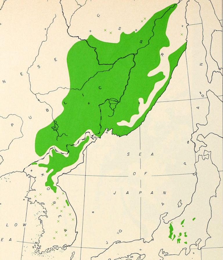 Ареал кедра корейского. На Корейском полуострове он встречается, но большая часть ареала – это Дальний Восток России, а также в северо-восток Китая (Маньчжурия).