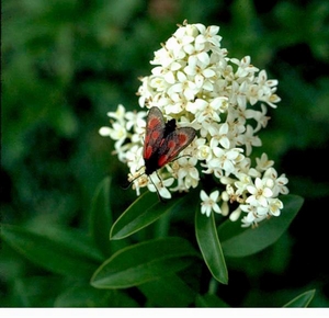 Бирючина обыкновенная (L. vulgare)