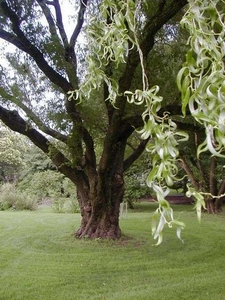 Ива белая форма извилистая (Salix alba f. Tortuosa)