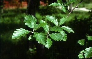 Рябина промежуточная или шведская (Sorbus intermedia)