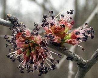 Вяз перистоветвистый или карагач (Ulmus pinnata-ramosa)