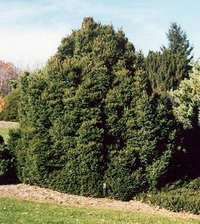 Picea abies 'Ohlendorfii', Ель европейская 