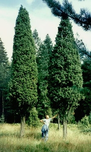 Juniperus communis Можжевельник обыкновенный, форма колонновидная 