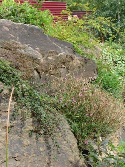 Старые камни покрытые мхом придают альпинарию естественность