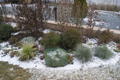 Растения, листья и цветы которых не искажаются от морозов, будут украшать 
сад, пока их не закроет снегом