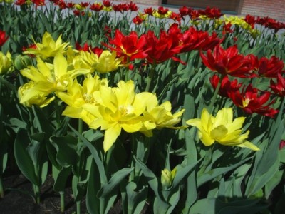 Эффектная весенняя картинка – массив цветущих тюльпанов